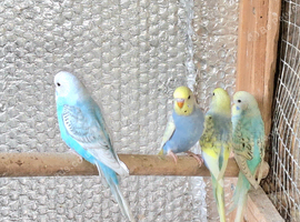 Beautiful Young Budgies For Sale bradford &ndash; Possible Rainbow Mutations! in Bradford in Bradford