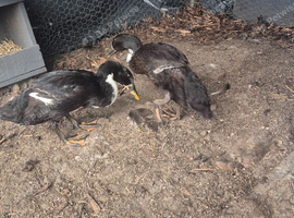 2 Runner Ducks for Sale &ndash; &pound;30