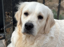 3yr old golden retriever