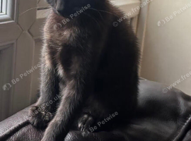 Kittens for sale