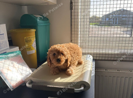 Toy poodles