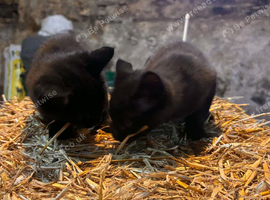 Pair of very loving and well trained farm kittens
