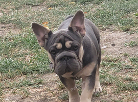 Big rope French Bulldog