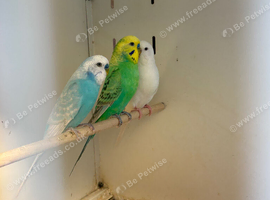 Mixed Budgies
