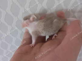 5  Female Mice Ready To Go From Next Friday  &pound;10 A Pair
