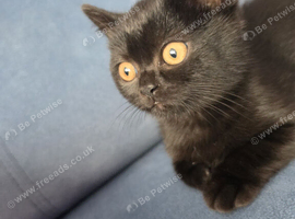 British Shorthair