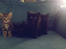 Adorable kittens ready for their purrfect home
