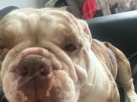 chocolate merl old tyme English bulldog