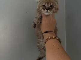 Giant mainecoons READY NOW