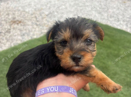 Georgous 9 week old miniature Yorkshire terrier