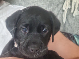 Gorgeous Black Labrador Puppies