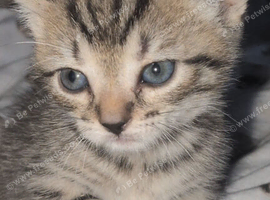 Female tabby kitten