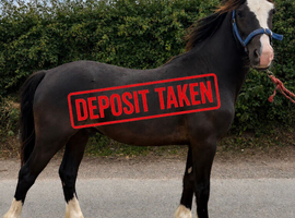 For Sale: Gentle Welsh Cob, 3 Years Old