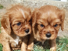 Beautiful  cavalier King Charles  puppies