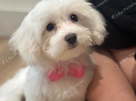 Adorable 14-Week-Old Bichon Frise Female Puppy Ready for Her Forever Home