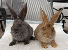 Continental Giant x New Zealand White Bunnies