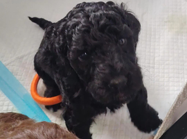 Beautiful cockapoo puppies