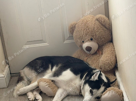 3 year old husky looking for new home