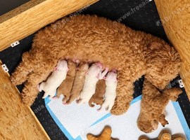 F2 Miniature Australian Labradoodle Puppies.