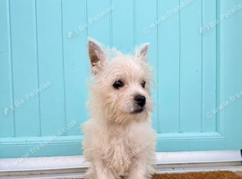 West highland terrier