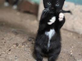 Male kitten