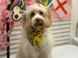 Beautiful female F1 Cockapoo looking for a loving new home
