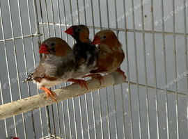 Wanted female zebra finches