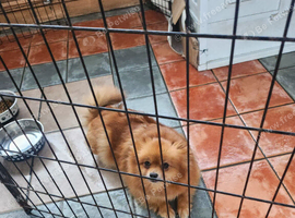 Pom pup
