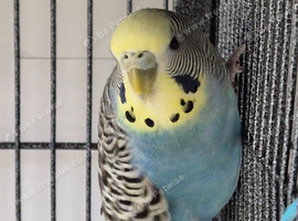 Female & male budgies
