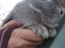 Wanted neutered boy rabbit