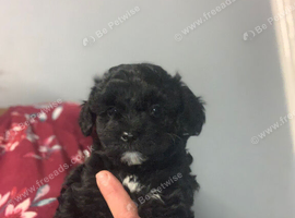 Gorgeous Schnoodle - LAST GIRL