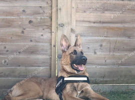 German Shepherd girl