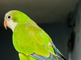 Tame Baby green Quaker talking Parrot