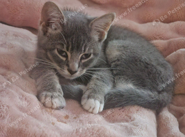 Lilliack boy with green eyes