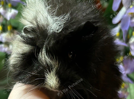 Guinea pig boys
