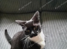 Kitten