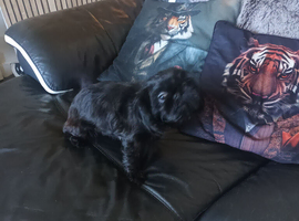 imperial shih tzu girl