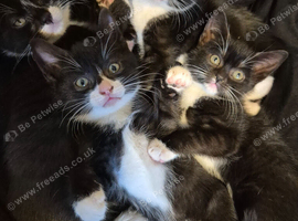 9 week old tuxedo kittens