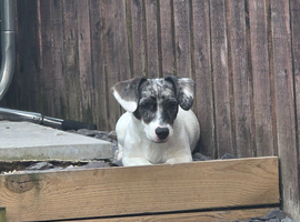 Dachshund x jack Russel
