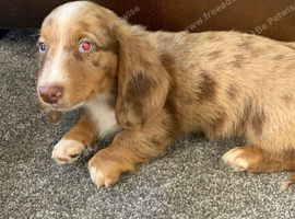 1 beautiful blue eyed boy dachshund puppy ready for his forever loving home