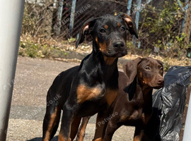 Doberman puppies FOR SALE