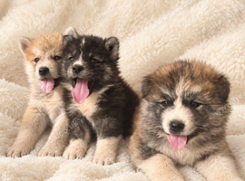 Lovley Akita Japananese