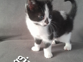 Kittens!!!!