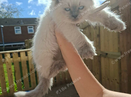 Sea point ragdoll boy