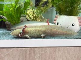 Female axanthic copper axolotl