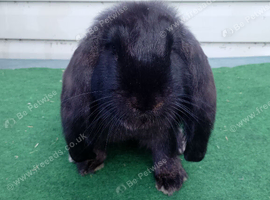 Baby French Lop - Ready Now