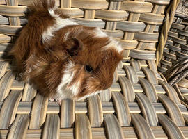 Handsome long haired male guinea pig