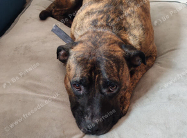 Staffy x Mastiff