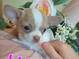 Beautiful Chihuahua Puppies Looking for Forever Homes