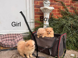 Stunning Pomeranian Pups (teddy bear)